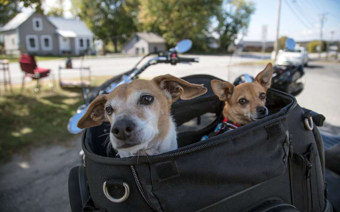dogs in bike backpack