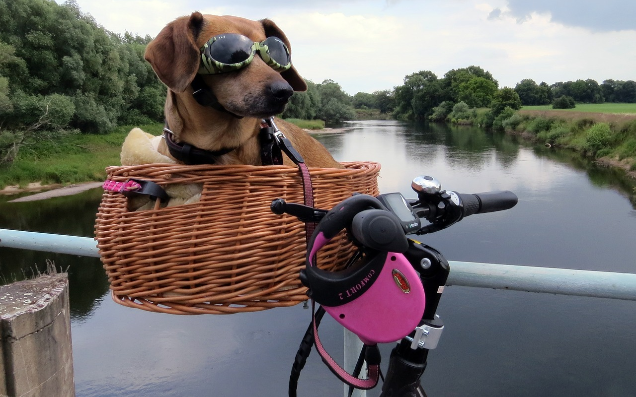 How To Ride a Bike With a Dog