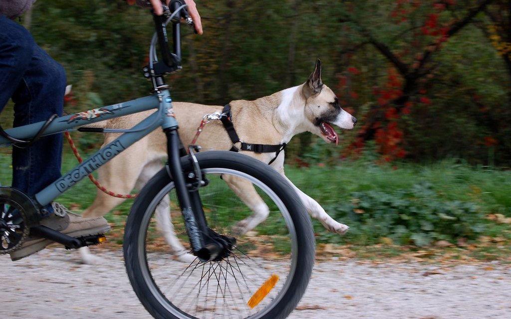 How To Ride a Bike With a Dog