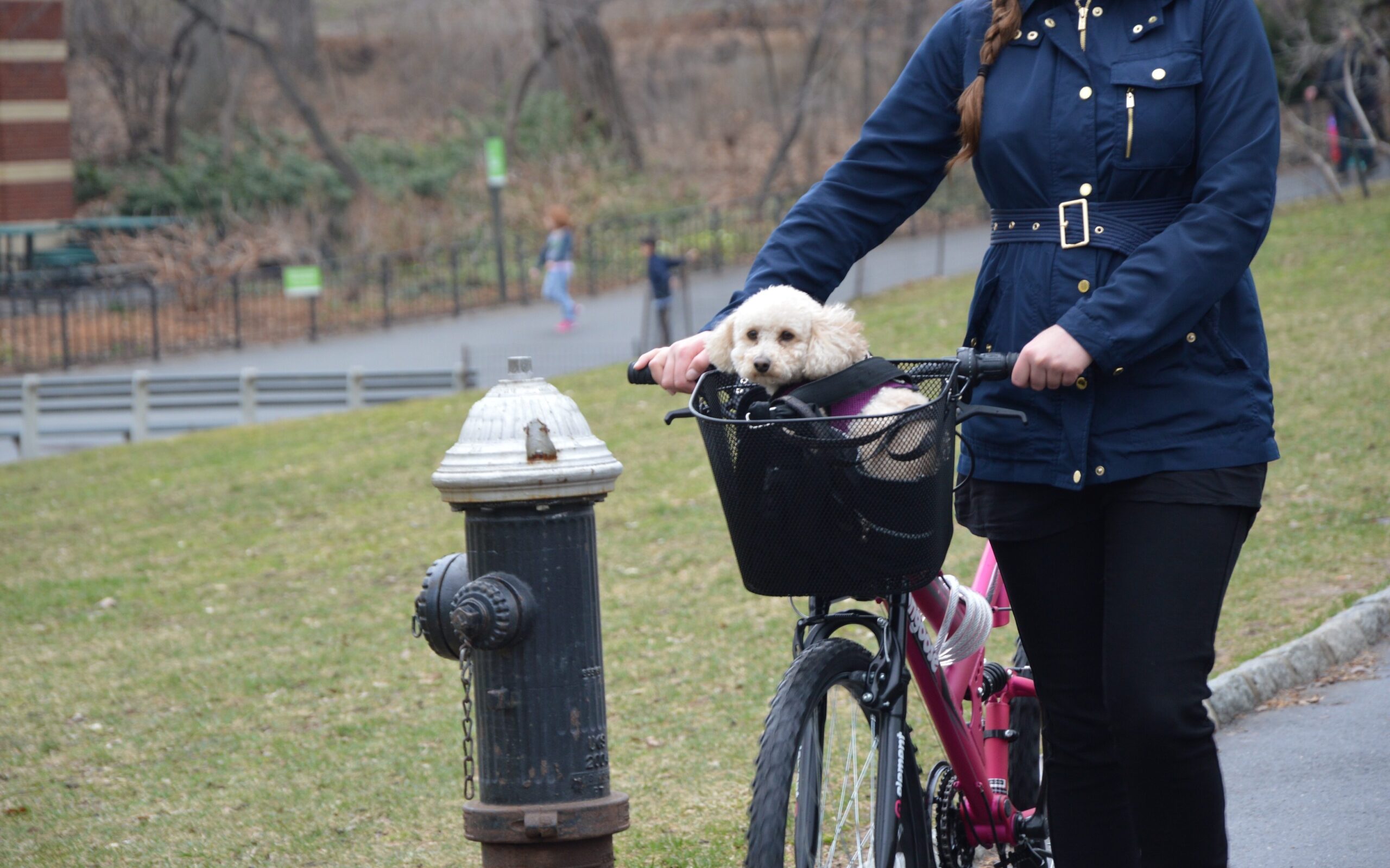 Why Go Biking With Your Dog